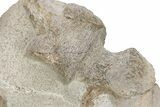 Four Fossil Plesiosaur (Thililua?) Vertebrae in Limestone - Morocco #166014-4